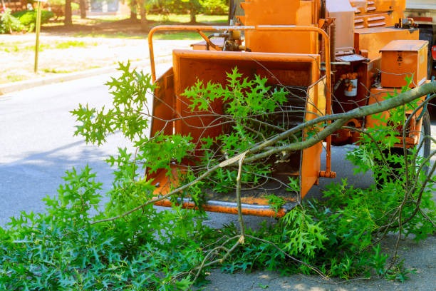 Clintwood, VA Tree Service Company